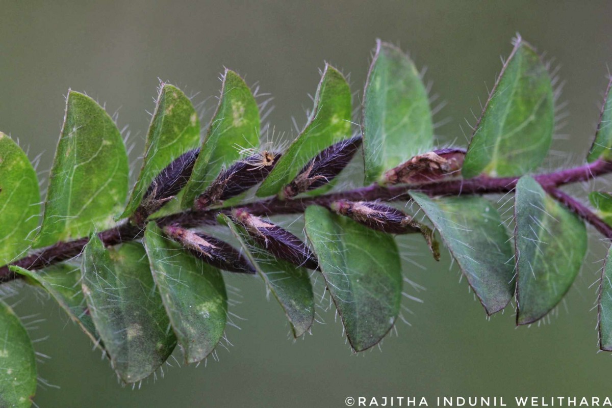 Crotalaria hebecarpa (DC.) Rudd